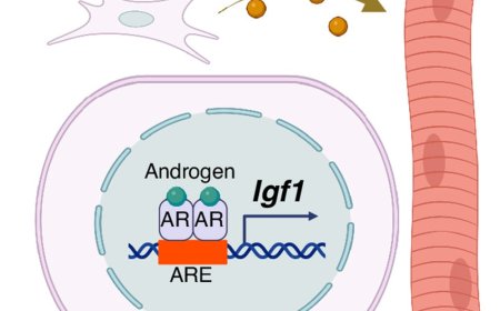 How male hormones regulate skeletal muscle function
