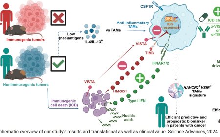 Targeting conserved tumor-associated macrophages overcomes resistance to cancer immunotherapy