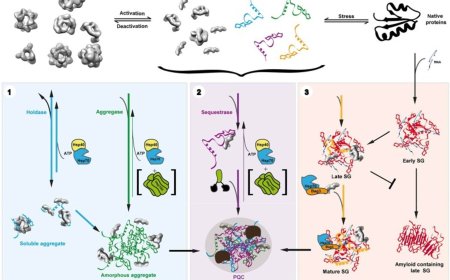 Small heat shock proteins!