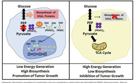 How hydrogen sulfide coordinates glucose metabolism switch to promote cancer progression