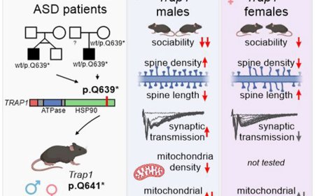 Mutation in the mitochondrial chaperone TRAP1 leads to autism