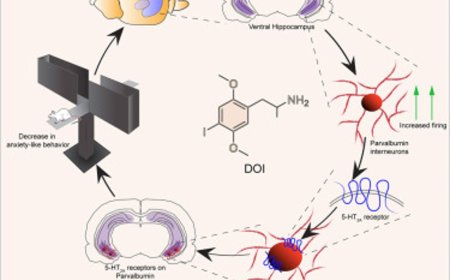 Psychedelics excite cells in hippocampus to reduce anxiety