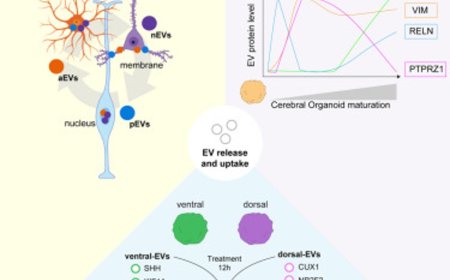 How developing brain cells communicate with each other through extracellular vesicles