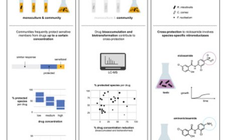 Gut microbiome communities’ resilience to drugs