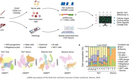 Single-cell multi-omics map of human fetal blood in Down syndrome