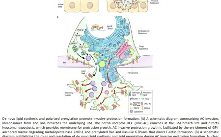 Lipid synthesis and invasive cell migration