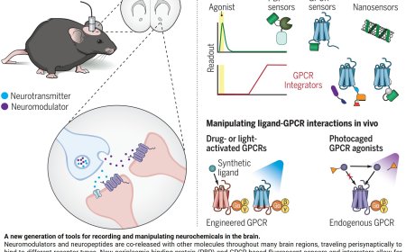Neuromodulator and neuropeptide sensors and probes
