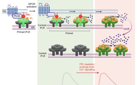 How transition from local to global Ca2+ signals regulated?