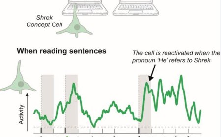 How are pronouns processed in the memory-region of our brain?