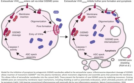 Mechanism of GSDMD pore formation