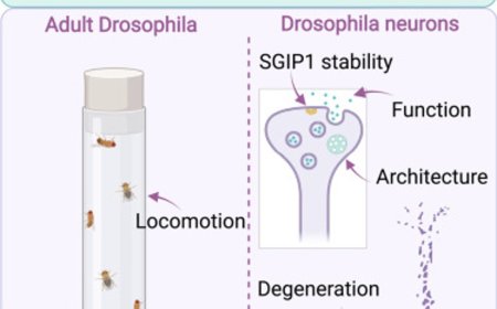 A candidate loss-of-function variant in SGIP1 causes synaptic dysfunction and recessive parkinsonism