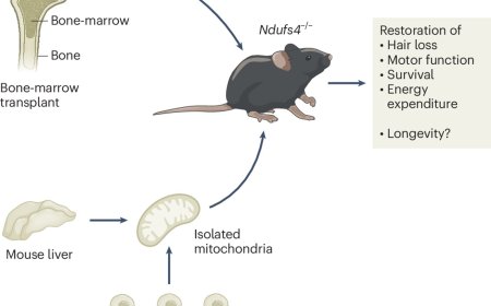 Mitochondria transfer therapy for Leigh syndrome