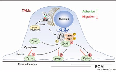 TBK1-Zyxin signaling controls tumor-associated macrophage recruitment to mitigate antitumor immunity