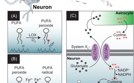 Driving factors of neuronal ferroptosis