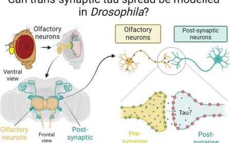 Drosophila appear resistant to trans-synaptic tau propagation