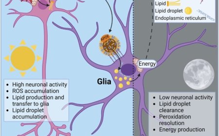 Does glial lipid dysregulation alter sleep in Alzheimer’s and Parkinson’s disease?
