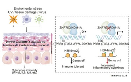 How skin inflammation controlled?