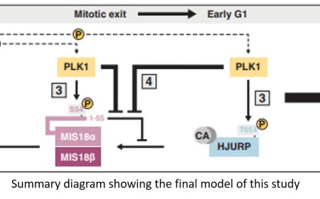 The role of enzyme PLK1 in regulating centromeres