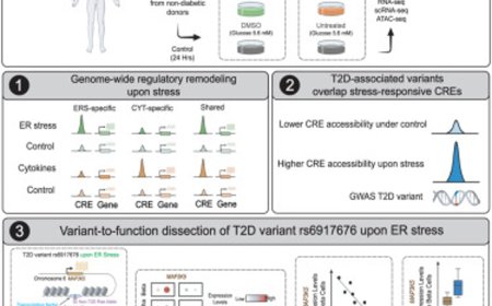 How diabetes risk genes make cells less resilient to stress