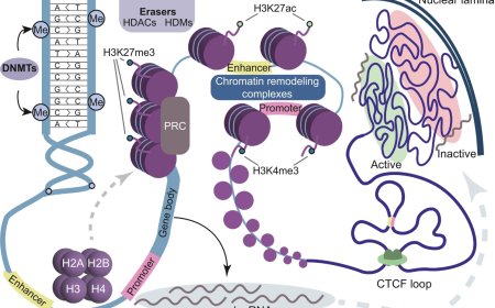 Epigenetic mechanisms underlying sex differences in the brain and behavior