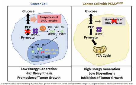 Hydrogen sulfide and tumor growth