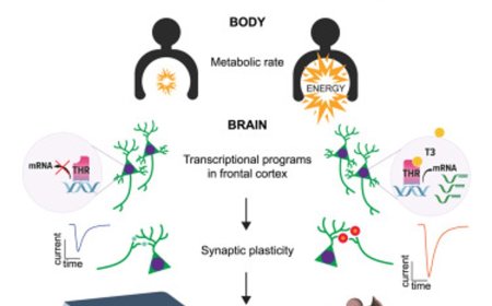 Thyroid hormone remodels exploratory behavior