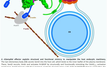 How Chlamydia manipulate the host cell