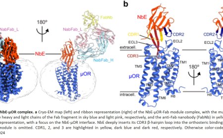 Tiny antibodies to fight the dangerous effects of opioids