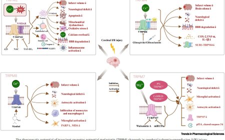 TRPM channels targeting  for cerebral ischemia–reperfusion injury