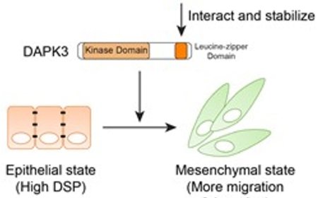A new regulator of migration of triple-negative breast cancer cells