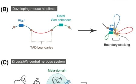 Regulatory landscape of enhancer-mediated transcriptional activation