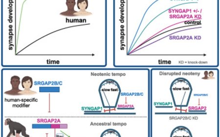 Human-specific genes regulate key gene mutated in autism spectrum disorders