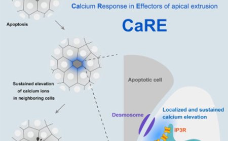 How calcium signals help cells bury their dead neighbors