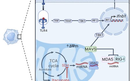 Itaconate modulates mitochondria for antiviral IFN-β