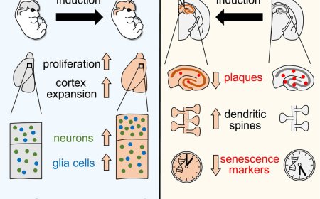 In vivo transient reprogramming to expands neocortex and protects from neurodegeneration