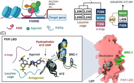 Novel antagonists reveal the mechanism of PXR inhibition