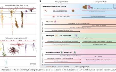 Integrated multimodal cell atlas of Alzheimer’s disease