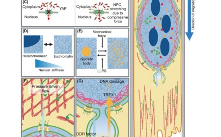 Crosstalk between the nucleus and ion channel-mediated mechanosensation