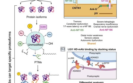 Human-derived monoclonal autoantibodies as interrogators of cellular proteotypes in the brain