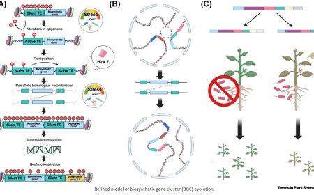 Biosynthetic gene clusters in plants