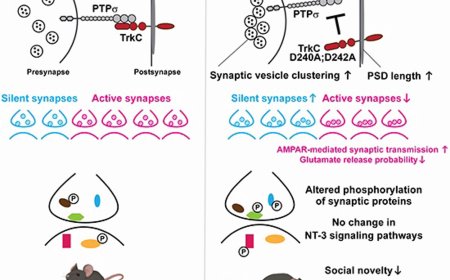 A new target for anxiety disorders