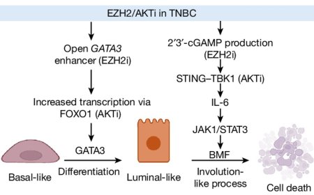 Novel mechanism to kill TNBCs by using both AKT and EZH2 inhibitors