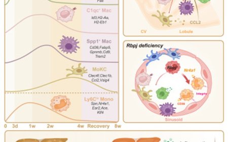 Key protein in the inflammatory pathway driving fatty liver disease