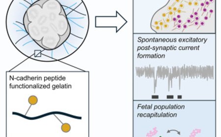 Gelatin hydrogels support development and maturation of iPSC-derived cortical organoids