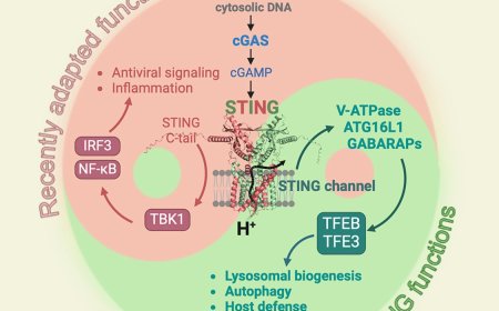 A TBK1-independent primordial function of STING in lysosomal biogenesis