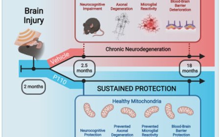 Mitochondrial fission and traumatic brain injury