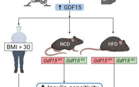 GDF15 is dispensable for the insulin-sensitizing effects of chronic exercise