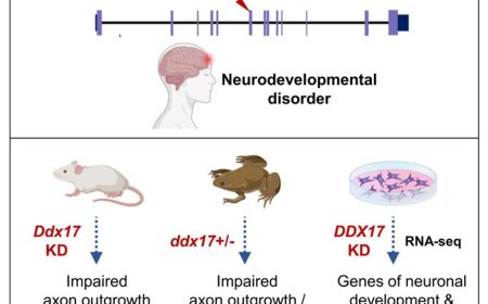 Monoallelic de novo variants in DDX17 cause a 2 neurodevelopmental disorder