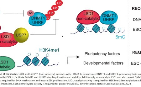 Controlling DNA methylation in mouse ESCs