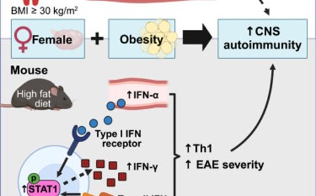 Obesity and sex-specific central nervous system autoimmunity in females